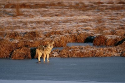 Coyote Facing Sunset