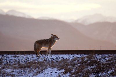 Coyote On Tracks