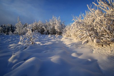 Snow Field