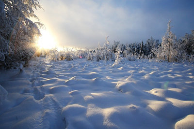 Moose Tracks Into Sunset