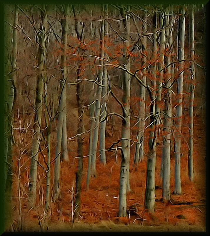 Magic forest