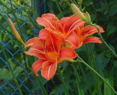 Lilly on blue fense