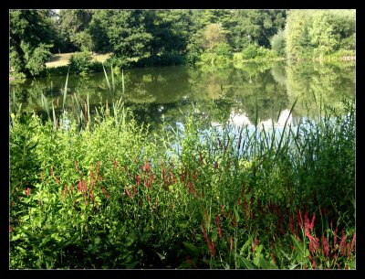 Lovely red grass