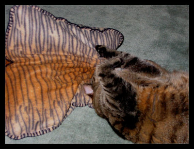 I play with my pillow