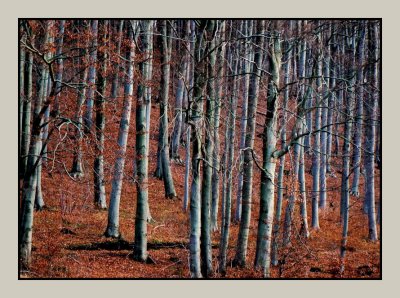 Forest in November