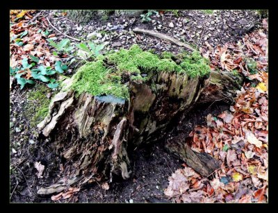 Stump