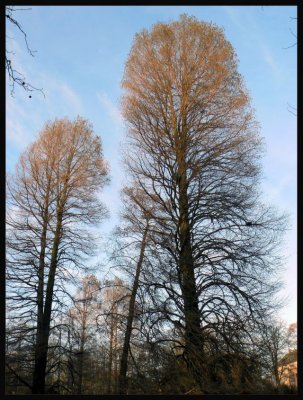 Gigantic trees