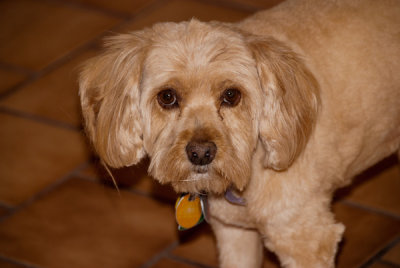 gracie_after.jpg
