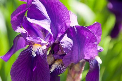 iris_before.jpg