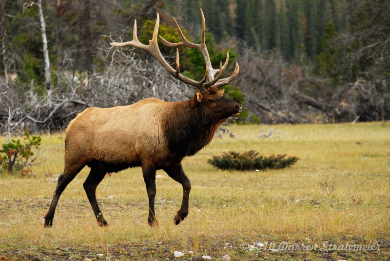 115 Elk - Jasper.jpg