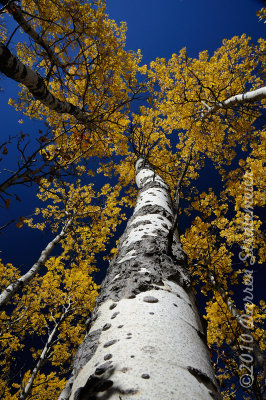 018 Barrier Lake Aspen Grove.jpg