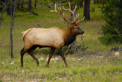 092 Elk - Jasper.jpg