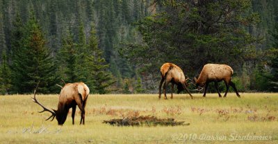 108 Elk - Jasper.jpg