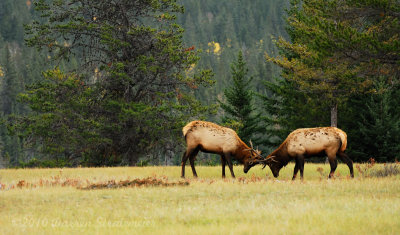 109 Elk - Jasper.jpg