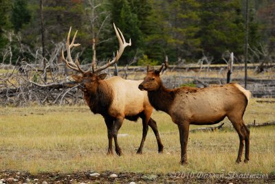110 Elk - Jasper.jpg
