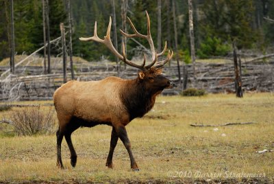 111 Elk - Jasper.jpg