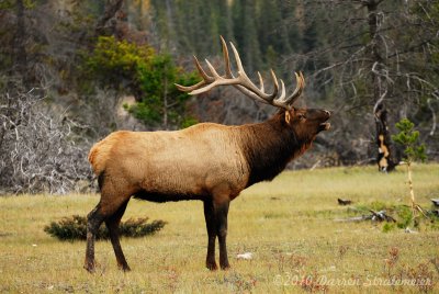 113 Elk - Jasper.jpg