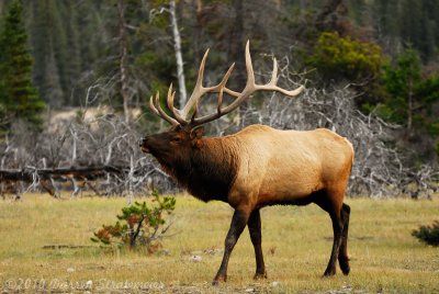 114 Elk - Jasper.jpg