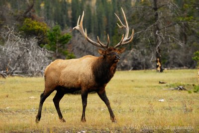 116 Elk - Jasper.jpg