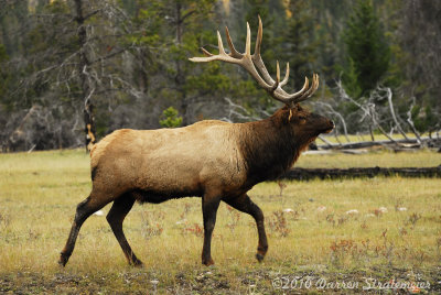 117 Elk - Jasper.jpg