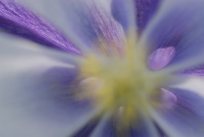 Columbine