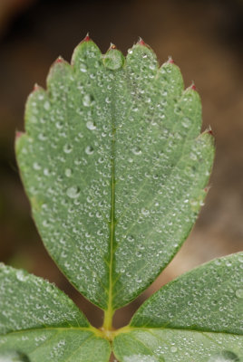 Dew On Leaf