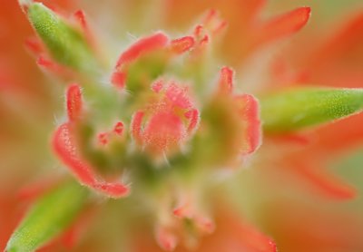 Psychedelic Paintbrush