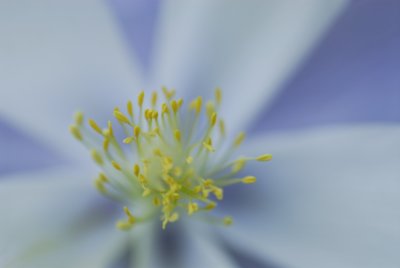 Rocky Mountain Columbine