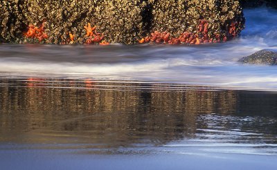 Starfish on Bandon Beach