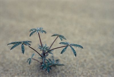 Tiny Plant - Oregon Dunes Nat. Rec. Area