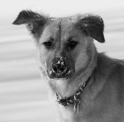 SablePortraitCropBW.jpg