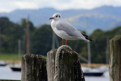 seagull - windermere
