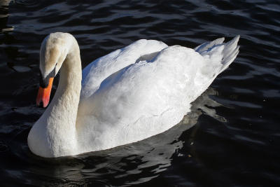 swan - bolam lake