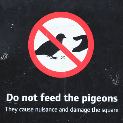 No feeding pigeons