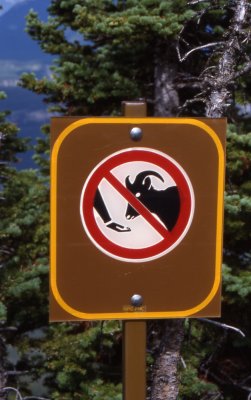 No feeding goats