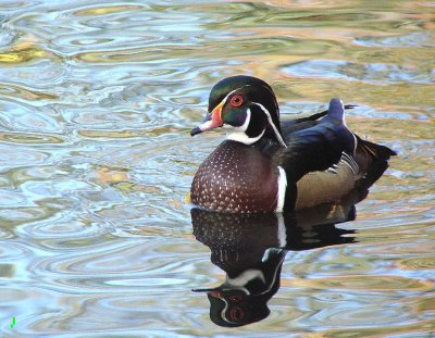 4.   Wood Duck In Fall Reflections