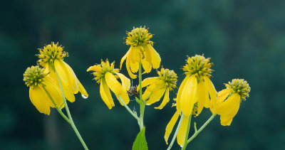 ironweed_field_akron_ohio_sept_3rd_2011