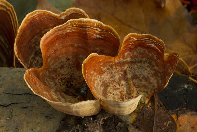 fungi