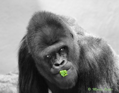 Vegeterian, Cleveland Zoo