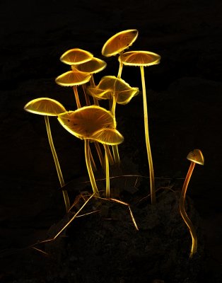 Glowing Mushrooms