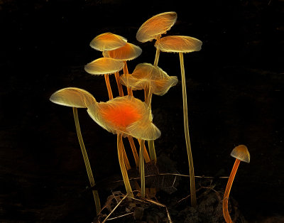 Glowing Mushrooms 2
