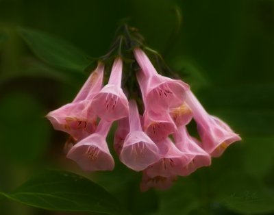 Pink Blue Bells