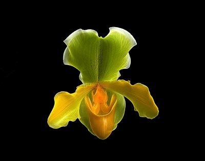 Orchid Lady Slipper