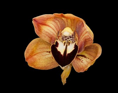 orchid_mania_2012