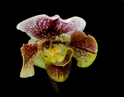Orchid Mania, Cleveland Botanical Gardens Feb 2012