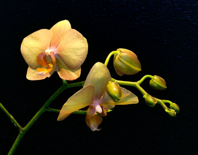 Orchid Mania, Cleveland Botanical Gardens Feb 2012