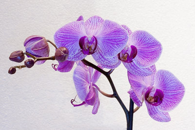 Orchid Mania, Cleveland Botanical Gardens Feb 2012