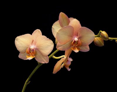Orchid Mania, Cleveland Botanical Gardens Feb 2012