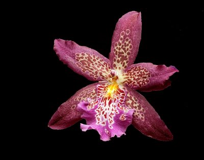 Orchid Mania, Cleveland Botanical Gardens Feb 2012