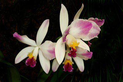 Orchid Mania, Cleveland Botanical Gardens Feb 2012